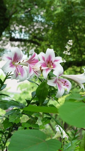 【4K】日比谷公園のユリ #shorts