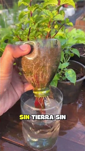 Hydroponics from scratch: how to grow food without soil and save on groceries