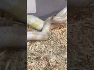 Corn snakes breeding