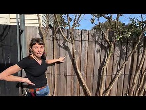 Fruiting Espalier Feijoa Experiment - Rejuvenation of 20 year old plants by pleaching