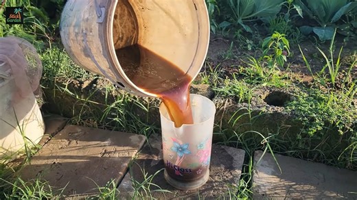 This homemade fertilizer made my tomato plants grow like crazy