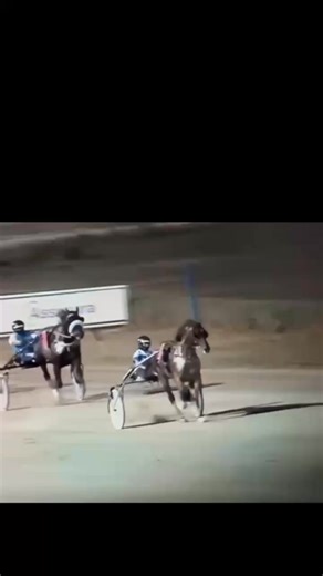 What is RMJ - Project Back to the Green 💚 ? This is what it is. It's making sure every horse leaves the track safe. Leaves the track and goes on to the retirement they deserve. Finds an army of people willing to safeguard them for the rest of their lives. Green fields. Wide open spaces. Friends to play with. This is Project Back to the Green 💚 Here is our beautiful Dame (Damu Cherry) loving life with her amazing mum Laura ❤️ | RMJ - Rehome. Rehabilitate. Rescue