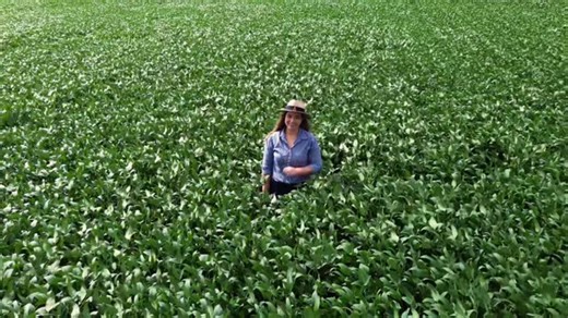 Faculdade Anhanguera Goianésia on Instagram: "O agro é força, inovação e oportunidade. Para crescer nesse setor, é preciso mais do que interesse: é necessário preparo técnico e vivência prática desde a formação. 🌱🚜 Na Anhanguera Goianésia, o curso de Agronomia conecta teoria, prática e realidade do campo, formando profissionais prontos para atuar onde as decisões e a produção acontecem. 📘🌾 Se o seu futuro está no agro, o momento de começar é agora. Venha construir uma carreira sólida com a f