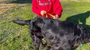 9.4K views · 177 reactions | ADOPTED-Truman is 1.5 year old male Golden Lab mix with beautiful hair. He is like a puppy and needs training. He lived with kids but needs older sturdier kids. He plays a bit awkward and rough with dogs so for now he would be best without other dogs. Available now. | Homeward Bound Golden Retriever Rescue & Sanctuary, Inc. | Facebook