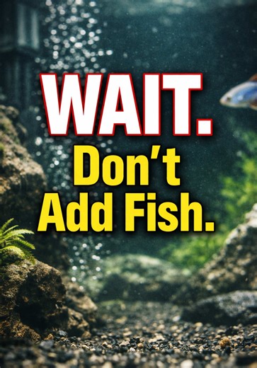 Don’t add fish to a new tank yet. 🚫🐟 If your aquarium isn’t cycled, ammonia and nitrite will spike — and that’s toxic. Cycling is the difference between a thriving tank and dead fish. Save this if you’re starting a new setup. #AquariumCycle #NitrogenCycle #BeginnerFishkeeper #FishTankTips #GlassGardenTanks