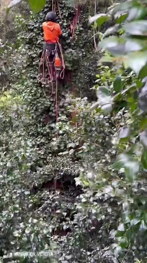Professional Arborist Demonstrates Tree Cutting Techniques