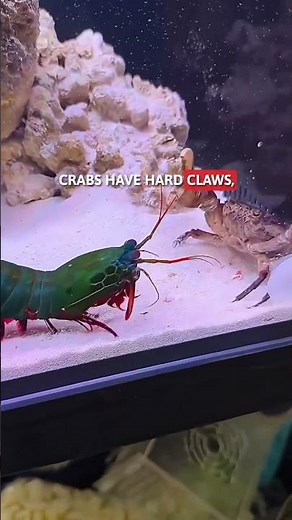 Mantis Shrimp vs Sea Creatures ⚡ #MantisShrimp #OceanPredator #SeaCreatures #Underwater #viral