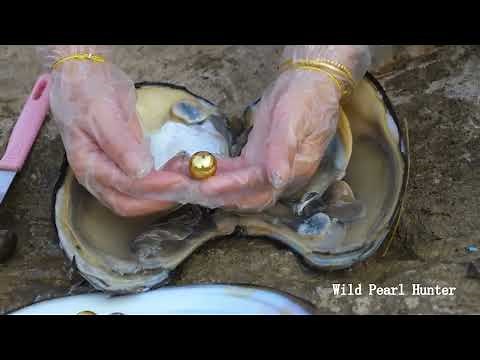 Pearl hunter hunts for treasure in the shallows, giant mussels, perfect golden pearls