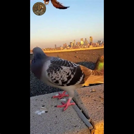 Hawk Attacks Pigeons on Rooftop