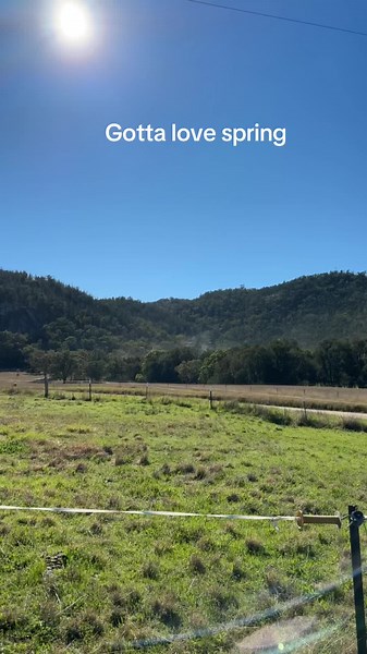 Spring Explosion: Pollen-Filled Trees in Full Bloom