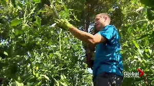 New urban twist to Saskatchewan’s old tradition of farming