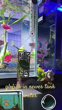 glofish in new 💧