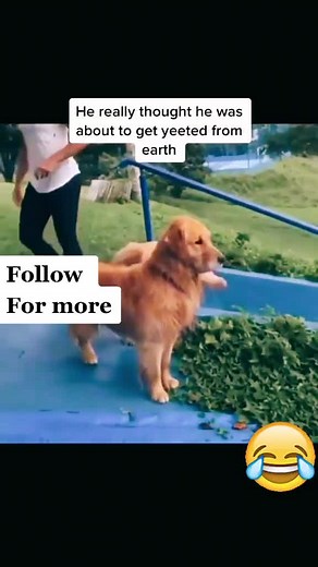 He really though🤣#funnypuppy #doglove #dogloversoftiktok #cutedogs #fypシ #funnydog #pet #doglover