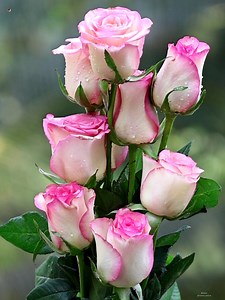 Double Colour Roses | Roses