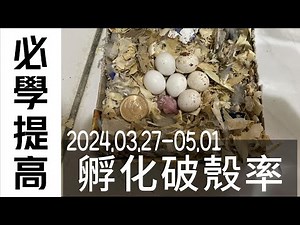 Pacific Parrotlets/太平洋鸚鵡 分享繁殖必學提高孵化破殼率