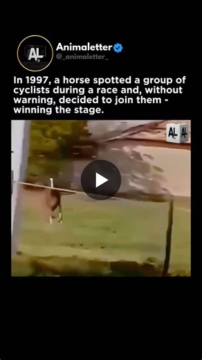 In 1997, the Critérium International, a French cycling race, had a moment no one could forget: a horse escaped its enclosure, leapt over a fence, and joined the peloton, leading the race with about… | Djuned Wikanto
