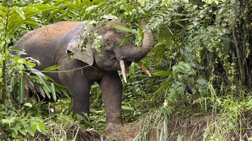 This beloved pygmy elephant was being closely monitored – but then the unthinkable happened