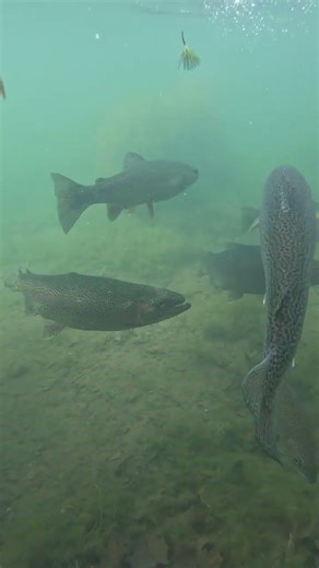 Huge trout still in the pond Old Mt Whitney fish hatchery. #trout #troutfishing #fish #fishing