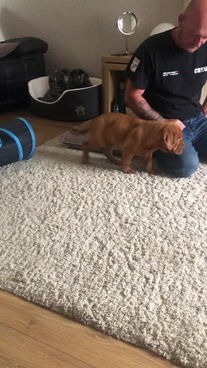 Hilarious Puppy Howling Video Compilation