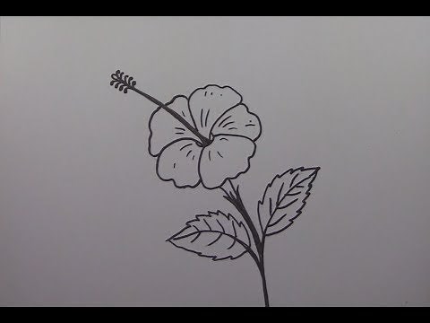 How to Draw a Hibiscus Flower Step by Step