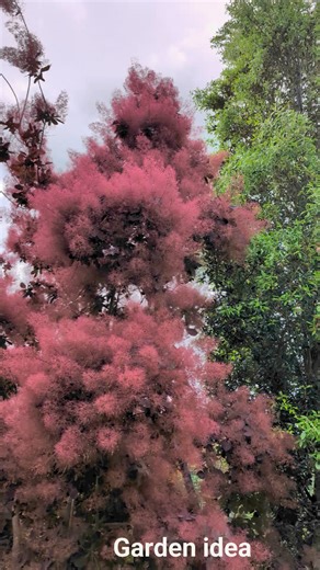 2.6K views · 63 reactions | The beauty of Cotinus | Garden Idea | Facebook