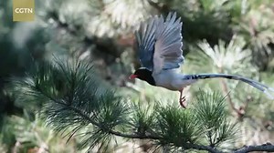 194K views · 4.5K reactions | Magpies belong to the corvidae family, but unlike crows which are gray and dark, magpies are more colorful. The red-billed blue magpie is described as a mysterious Chinese bird with a beautiful tail. Watch this video to learn more about this wonderful animal. | CGTN | Facebook