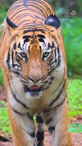 Meet Madhu – the most photographed tigress of Tadoba Andhari Tiger Reserve. Known as the queen of the Agarzari buffer zone, she has given countless unforgettable moments to wildlife enthusiasts. On this special evening, Madhu walked head-on towards us, her golden eyes glowing with confidence, her stripes gleaming in the soft forest light. Every step she took radiated grace, beauty, and authority - a reminder of why the tiger is called the true ruler of the jungle. Unlike many elusive big cats, M