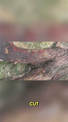 Socotra Island: The Most Alien Place on Earth 🌍🌵