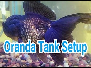 Oranda Goldfish Tank Setup and Maintenance