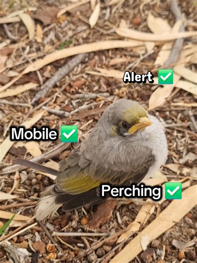 Fledgling checklist: ☐ Is it fully feathered? If yes, it may be a fledgling learning to fly rather than an orphan. ☐ Can it stand, hop or perch? Fledglings often spend time on the ground while developing their flying skills. ☐ Is it alert and responsive? A healthy fledgling should generally be bright, moving, able to perch. ☐ Are the parents nearby? Watch quietly from a distance. Parents may be feeding the fledgling even when you can't see them. ☐ Is it in immediate danger? Move it only if it's 