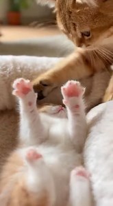 Box Baby #BoxBaby #KittenMoments #GentleCats #SoftPaws #CozyCats #TinyPaws #CatReels | Whiskers & Paws