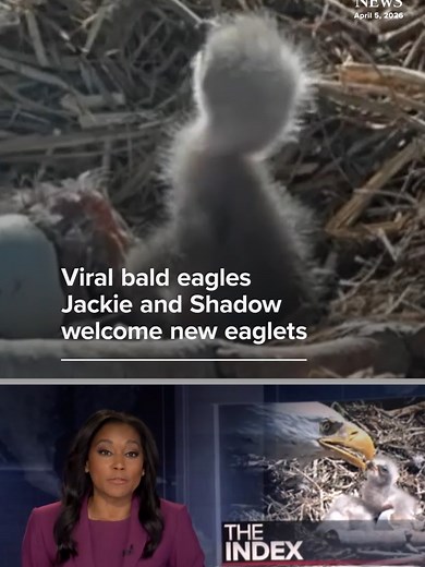 Two big breakthroughs at California's Big Bear Lake: The eggs belonging to bald eagles Jackie and Shadow fully hatched on Sunday.