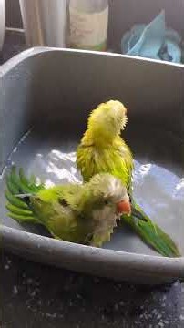 Bath time with the Quakers!! Water Everywhere! #birds #quakerparrot #cuteanimals