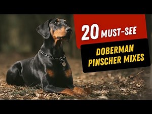 20 Doberman Pinscher Mixed Breeds: MUST- SEE