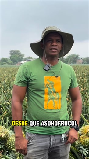 🍍✨ Historias que transforman el campo Nuestro productor de piña nos cuenta cómo, gracias al Plan Nacional de Fomento Hortofrutícola - Cauca, su cultivo dio un salto en competitividad: pasaron de producir 60 a 120 toneladas por hectárea. Más conocimiento, mejores prácticas y un acompañamiento técnico que se refleja en resultados reales para las familias rurales. 💪🌱 | Asohofrucol