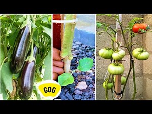 Grafting Tomato on an eggplant: final results