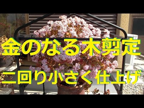 金のなる木の剪定 二回り小さく仕上げ