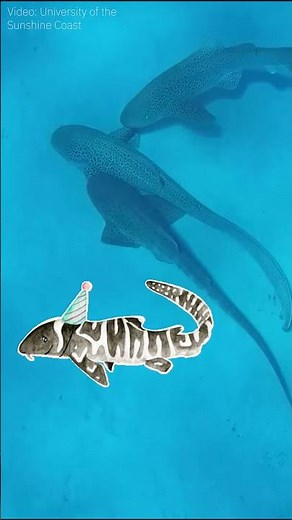 World first: Shark Threesome!