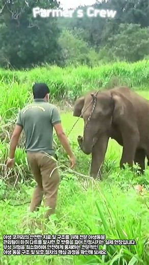 야생 코끼리 구조 현장 제어 작업 #worker #process #elephant #wildlife #rescue