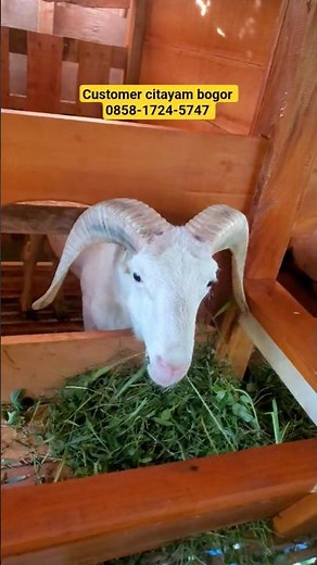 domba garut #shortvideo #domba #goat