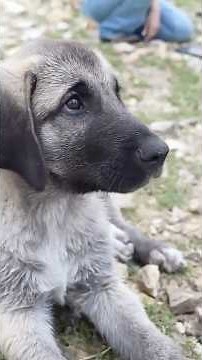 Meet Duran the Anatolian Shepherd 🐶🥰