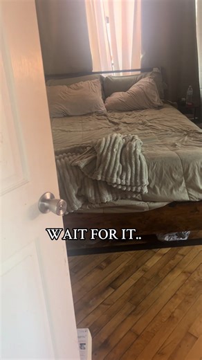 Funny Animals Disturbing a Perfectly Made Bed