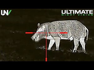 Texans Yelling at Feral Hogs