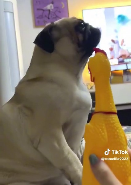 Adorable Pugs Discover New Toys and Have Fun