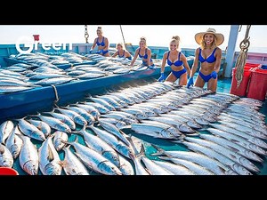 How MILLIONS of Sardines Are Caught? Amazing Automatic Sardine Production!