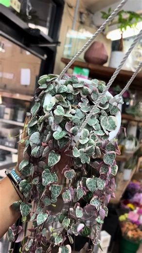 Variegated String of Hearts Only $20 Available now in store 501 Broadway Brooklyn, NY 11211 WWW.NELLYSFLOWERSHOP.COM