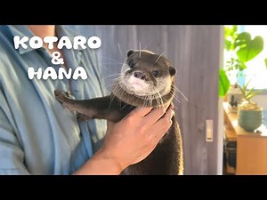 Otters Hugging Daddy