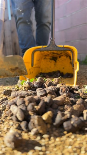 ✅ Weekly Dog Poop Scooping starting at $25 for 1 dog. . . . . . . . . . . . . . #stinkytails #poopscooping #pooperscooper #professionalpooperscooper #dogwasteremoval | Stinky Tails Dog Waste Removal