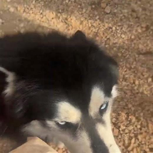 Max was hit by a car, but that was the least of his problems. [STORY BELOW]