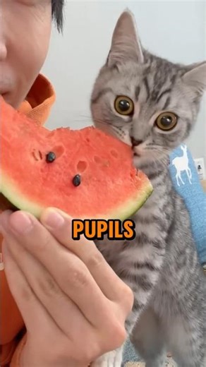 First Time Cat Eats Watermelon — Look at Those Pupils! 👀🐱 #facts #animals #funny